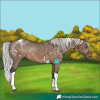 Horse Color:White Spotted Silver Brown Dun Tobiano Appaloosa Rabicano Brindle 