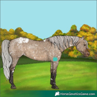 Horse Color:White Spotted Silver Brown Dun Snowcap Rabicano Brindle