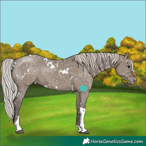 Horse Color:White Spotted Silver Grullo Tobiano Appaloosa Rabicano Brindle