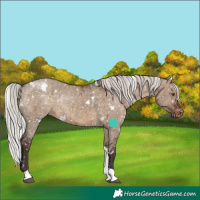 Horse Color:White Spotted Silver Brown Dun Tobiano Appaloosa Rabicano Brindle