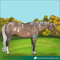 Horse Color:White Spotted Silver Brown Dun Tobiano Snowflake VarnishRabicano Brindle