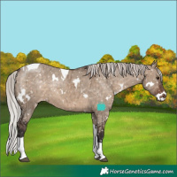 Horse Color:White Spotted Silver Brown Dun Tobiano Snowflake VarnishRabicano Brindle