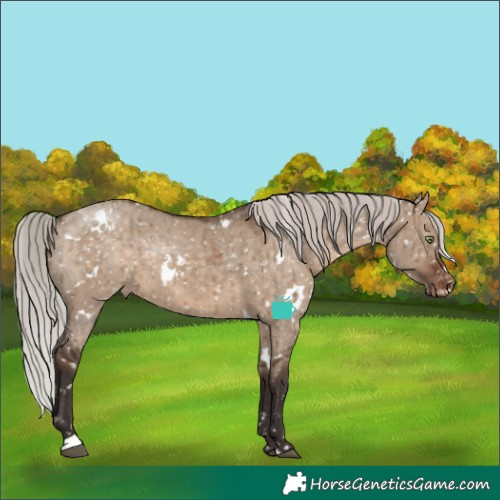 Horse Color:White Spotted Silver Brown Dun Appaloosa Rabicano Brindle