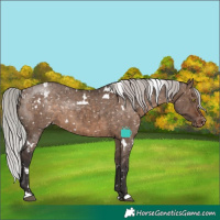 Horse Color:White Spotted Silver Brown Dun Appaloosa Rabicano Brindle