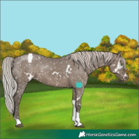 Horse Color:White Spotted Silver Grullo Tobiano Appaloosa Rabicano Brindle