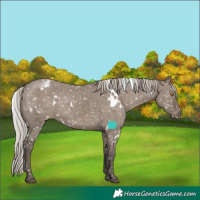Horse Color:White Spotted Silver Grullo Appaloosa Rabicano Brindle