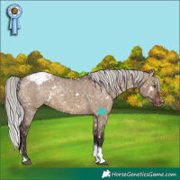 Horse Color:White Spotted Silver Brown Dun Tobiano Appaloosa Rabicano Brindle