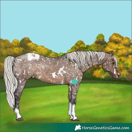 Horse Color:White Spotted Silver Brown Dun Tobiano Appaloosa Rabicano Brindle 