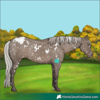 Horse Color:White Spotted Silver Grullo Appaloosa Rabicano Brindle 