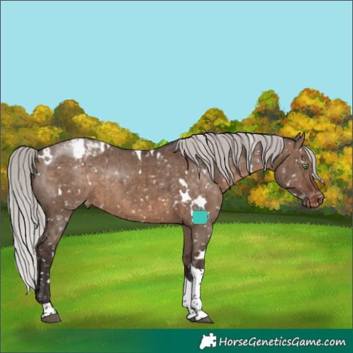 Horse Color:White Spotted Silver Brown Dun Tobiano Appaloosa Rabicano Brindle