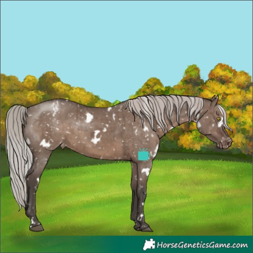 Horse Color:White Spotted Silver Grullo Appaloosa Rabicano Brindle 