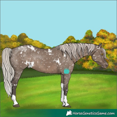 Horse Color:White Spotted Silver Grullo Tobiano Appaloosa Rabicano Brindle 