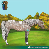 Horse Color:White Spotted Silver Brown Dun Tobiano Appaloosa Rabicano Brindle