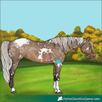 Horse Color:White Spotted Silver Brown Dun Tobiano Snowcap Rabicano Brindle 