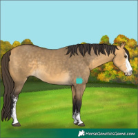 Horse Color:Buckskin Dun Sabino