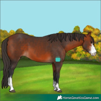 Horse Color:Bay Sabino 
