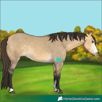 Horse Color:Buckskin Dun Sabino 