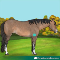 Horse Color:Brown Dun Sabino