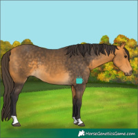 Horse Color:Buckskin 