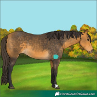Horse Color:Buckskin