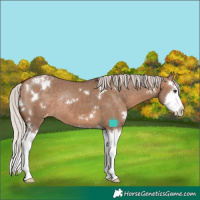 Horse Color:White Spotted Silver Brown Dun Splash Appaloosa Rabicano