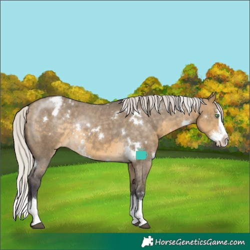 Horse Color:White Spotted Silver Buckskin Dun Sabino Splash Appaloosa Rabicano 