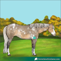 Horse Color:White Spotted Silver Buckskin Dun Sabino Splash Appaloosa Rabicano