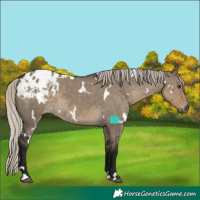 Horse Color:Gray White Spotted Silver Smoky Grullo Blanket Rabicano