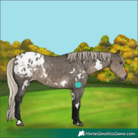 Horse Color:Gray White Spotted Silver Smoky Grullo Appaloosa Rabicano 