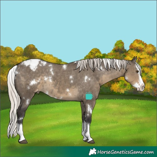 Horse Color:White Spotted Silver Smoky Grullo Splash Appaloosa Rabicano