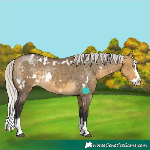 Horse Color:White Spotted Silver Buckskin Dun Splash Appaloosa Rabicano 
