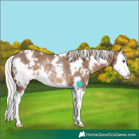 Horse Color:White Spotted Silver Brown Dun Splash Appaloosa Rabicano