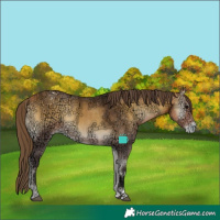 Horse Color:Buckskin Ice Onyx Appaloosa 