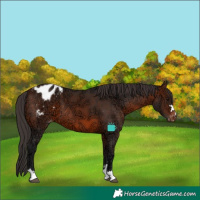 Horse Color:Brown Ice Varnish 