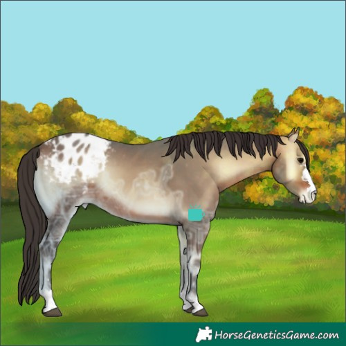Horse Color:Bay Ice Onyx Appaloosa 