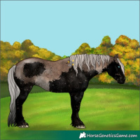 Horse Color:Void Silver Grullo Sabino Splash