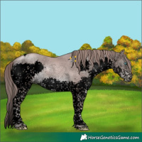 Horse Color:Void Platinum Chocolate Black Pearl Sabino Splash Tobiano