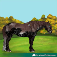 Horse Color:Void Platinum Chocolate Brown Sabino Splash Tobiano 