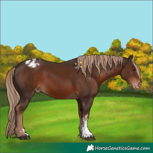 Horse Color:Liver Chestnut Sabino Appaloosa