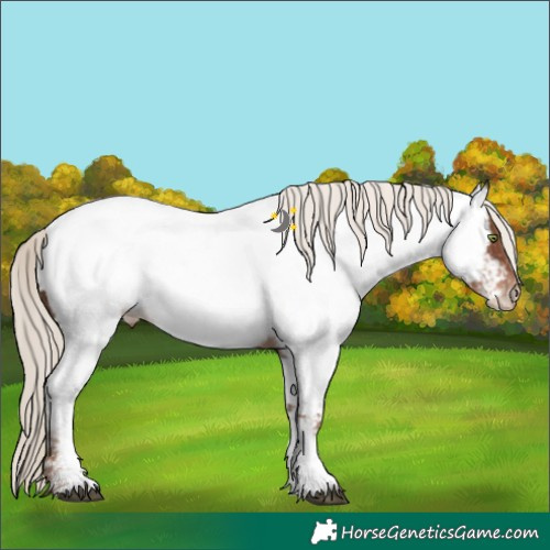 Horse Color:Liver Chestnut Mushroom Sabino Appaloosa