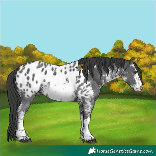 Horse Color:White Spotted Black Sabino Appaloosa