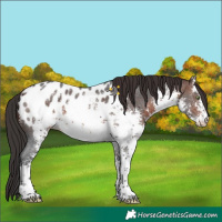 Horse Color:White Spotted Brown Mushroom Sabino Appaloosa