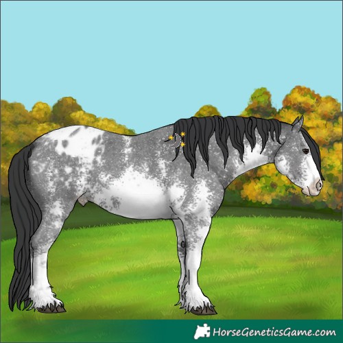 Horse Color:White Spotted Black Mushroom Sabino Appaloosa