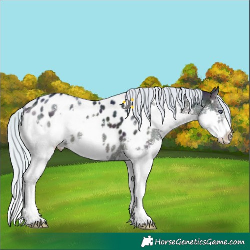Horse Color:Watercolor White Spotted Midnight Silver Buckskin Chinchilla Ice Onyx Splash Appaloosa Rabicano