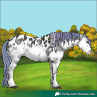 Horse Color:Watercolor White Spotted Midnight Buckskin Ice Onyx Splash Tobiano Blanket Rabicano 