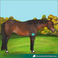Horse Color:Brown Rabicano