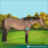 Horse Color:Bay Dun