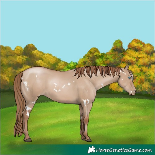 Horse Color:White Spotted Grullo Pearl Rabicano 