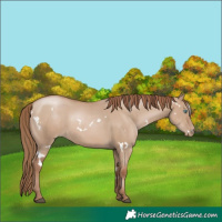 Horse Color:White Spotted Grullo Pearl Rabicano 