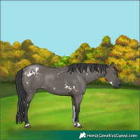 Horse Color:White Spotted Grullo Tobiano 